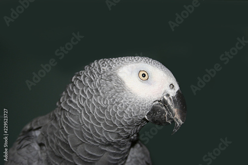 Profile portrait of an African Grey Parrot