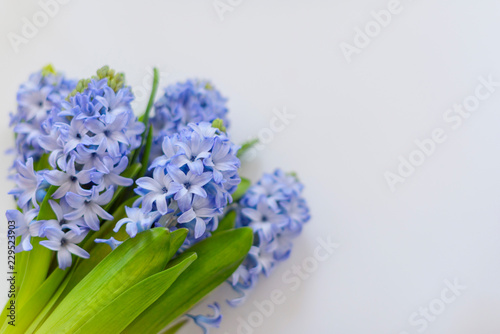 bouquet blue hyacinth isolated on white background. selective focus. 