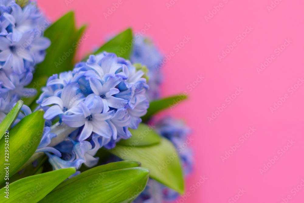 bouquet blue hyacinth isolated on pink background. selective focus. 
