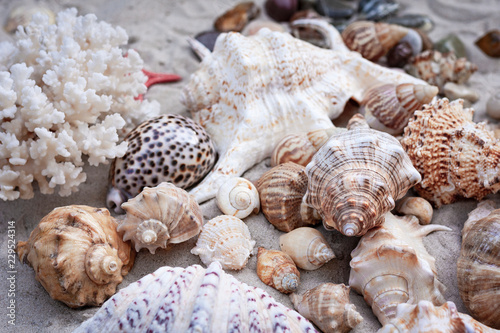 Large seashells on the sand. Summer beach background