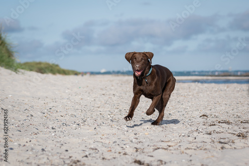 Fototapeta Naklejka Na Ścianę i Meble -  Labrador spielt am Strand