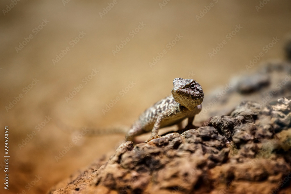 Portrait brown lizard sitting on a brown stone Portrait brown lizard sitting on a brown stone