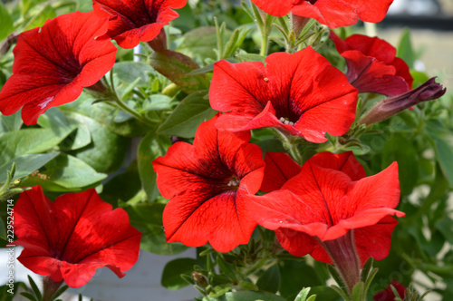 red flowers in the garden petunia © Светлана Симкина
