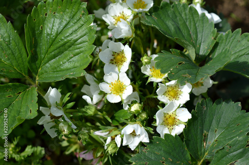 white flowers of strawberry