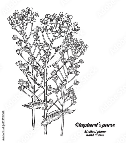 Hand drawn Shepherd's purse plant isolated on white background. Medical hebs. Vector illustration engraved.