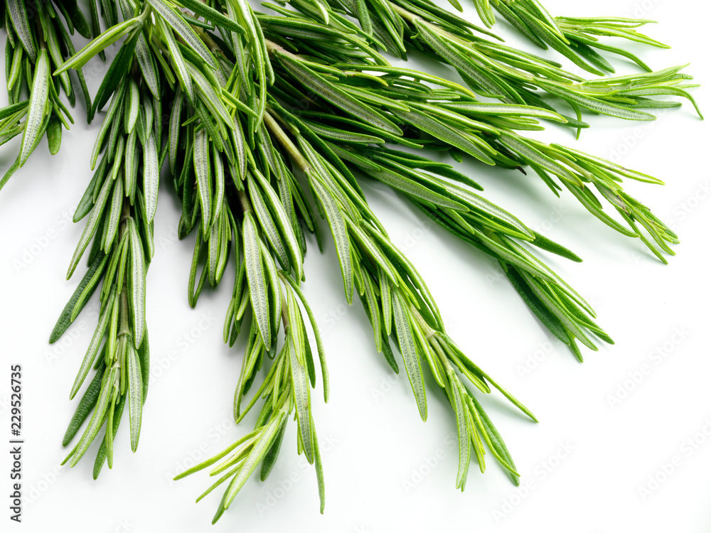 Fototapeta premium ROSEMARY