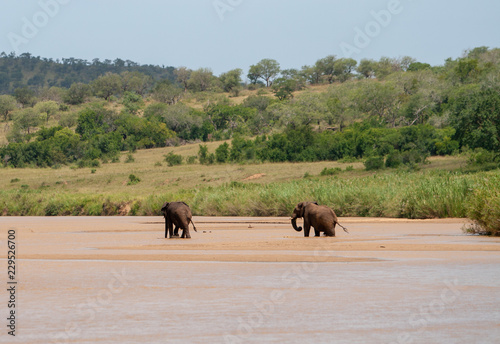 Two elephants in Umfolozi River bed photo