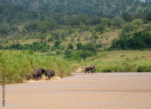 African elephants in riverbed photo