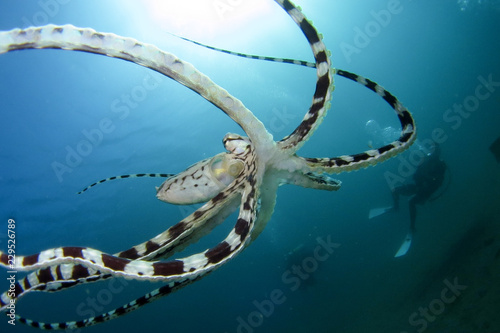 mimic octopus with scuba diver photo