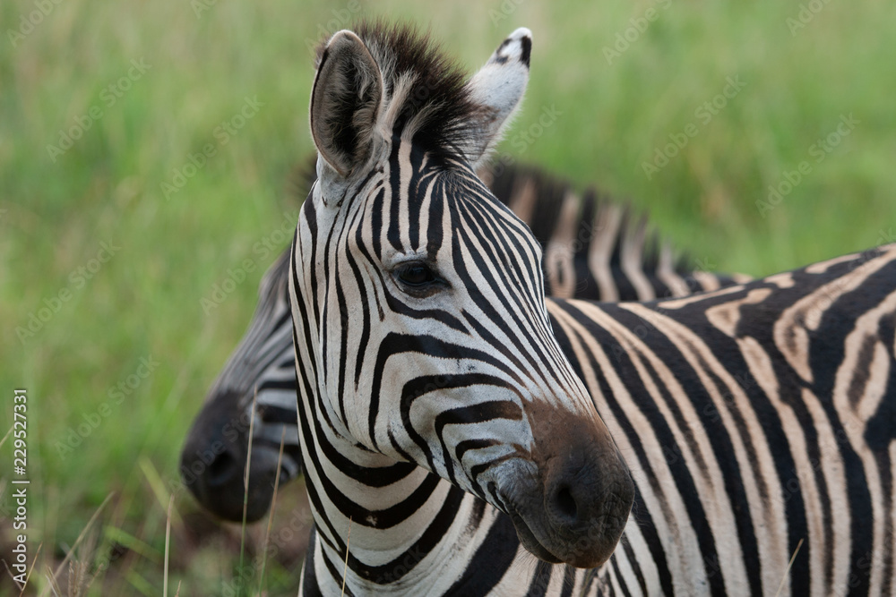 Naklejka premium Plains zebra, also known as the common zebra or Burchell's zebra (Equus quagga) 