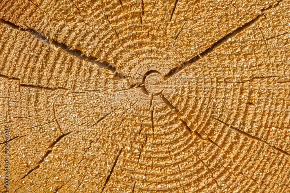 Fototapeta premium section d'un tronc d'arbre avec anneaux de croissance en cercles concentriques