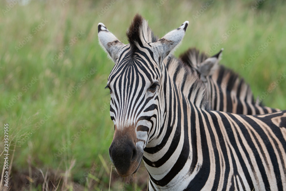 Naklejka premium Plains zebra, also known as the common zebra or Burchell's zebra (Equus quagga)
