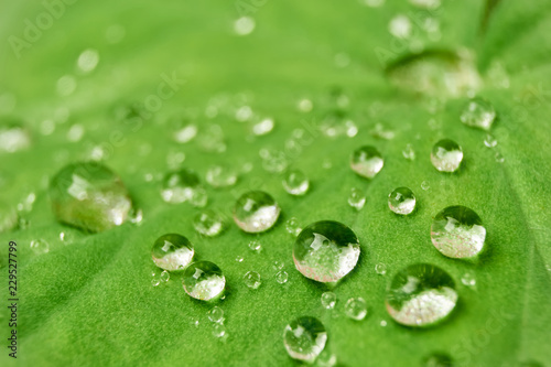 Macro photo of multiple clear water drops on a hairy green leaf 