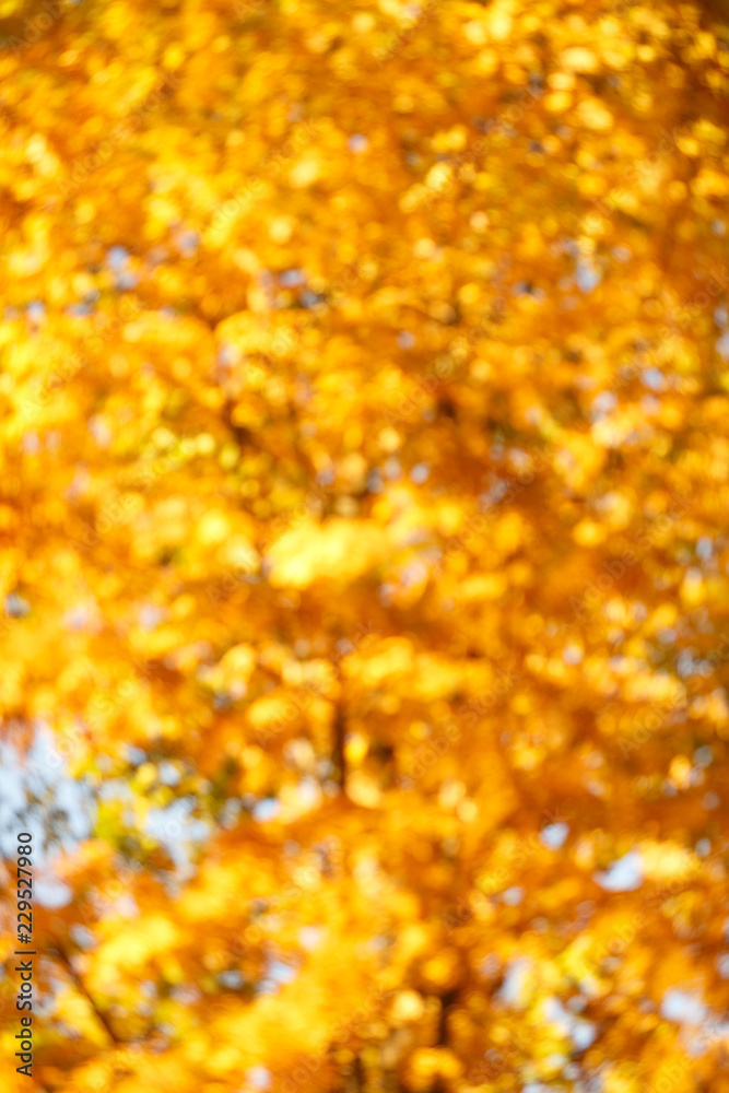Fall, autumn, leaves background. A tree branch with autumn leaves of a maple on a blurred background. Landscape in autumn season Fall, autumn, leaves background. A tree branch with autumn leaves of a maple on a blurred background. Landscape in autumn season