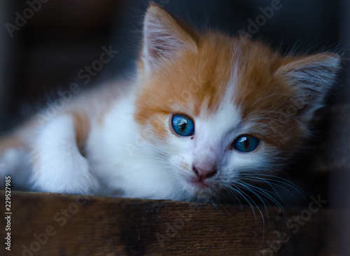 portrait of a cat