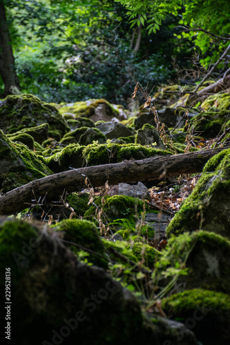 Moss Forest