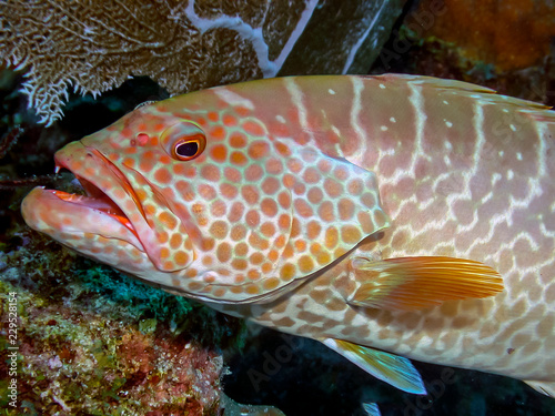 Photos tiger grouper,Mycteroperca tigris , fish,Serranidae