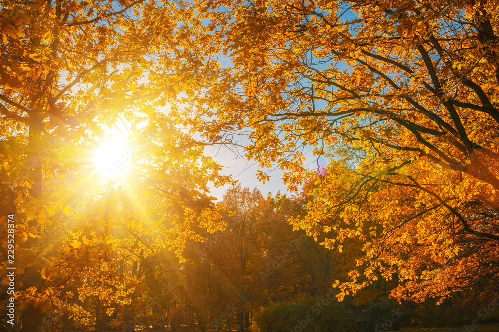 Fall, autumn, leaves background. A tree branch with autumn leaves of a maple on a blurred background. Landscape in autumn season