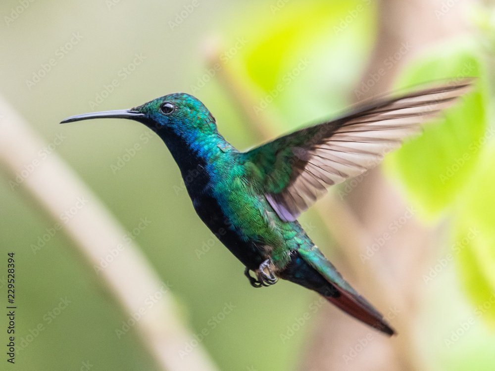 Fototapeta premium Hummingbird(Trochilidae)Flying gems ecuador