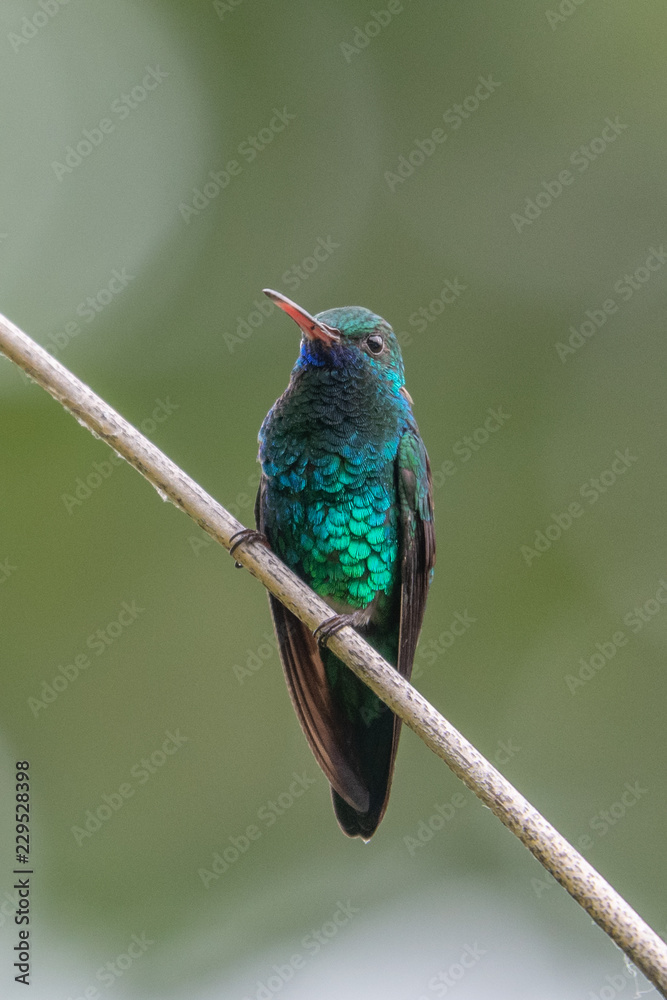 Obraz premium Hummingbird(Trochilidae)Flying gems ecuador