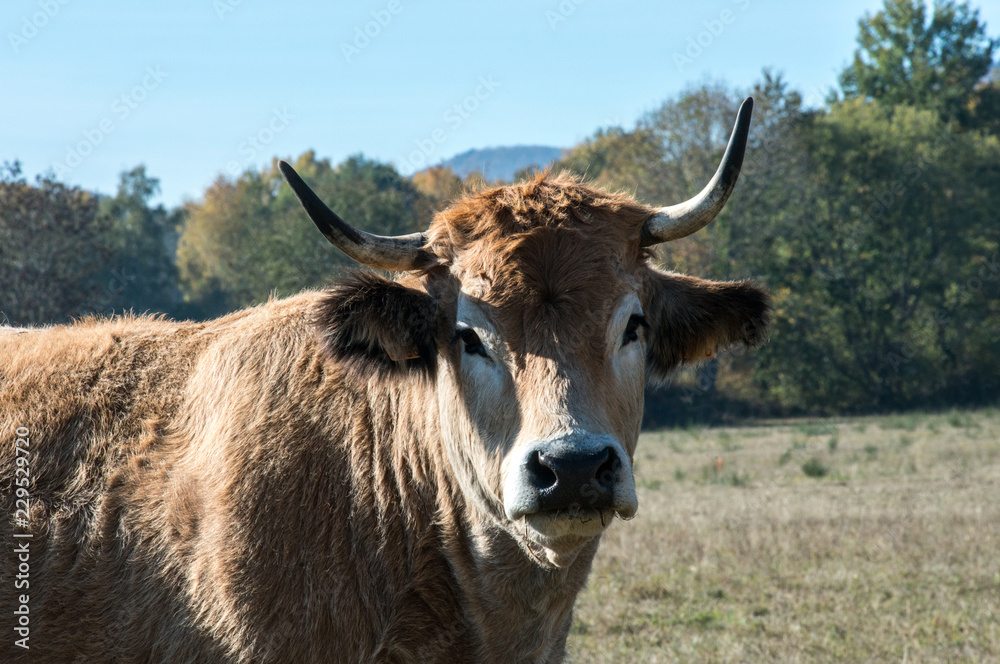 portrait d'une vache dans un pré