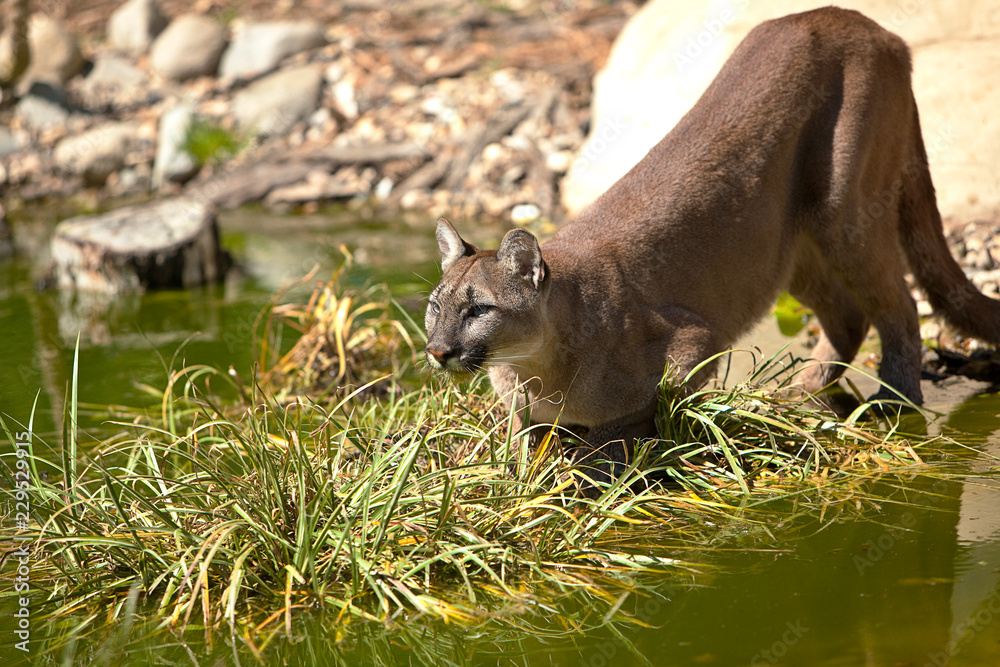 Naklejka premium Kobieta Cougar - Puma - Mountain Lion - Panther stojąca na brzegu wody, właśnie po wypiciu drinka