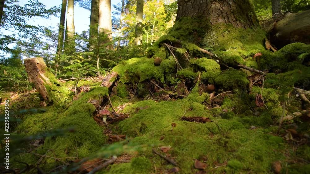 Mystic Mountain Forest Mystic Mountain Forest