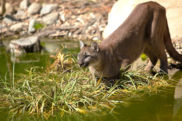 Crédence de cuisine Puma Cougar femelle au bord de l'eau  © KDImages