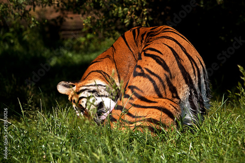 Fototapeta Naklejka Na Ścianę i Meble -  Bengal Tiger grooming herself
