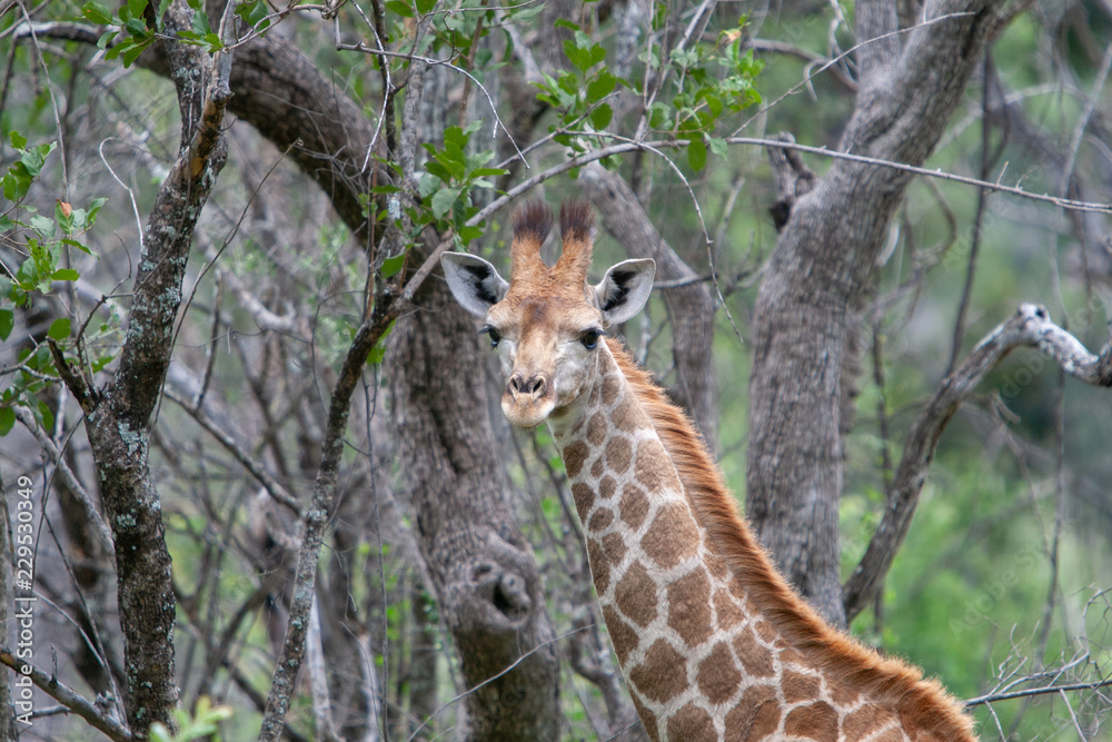 Obraz premium Baby giraffe in the wild