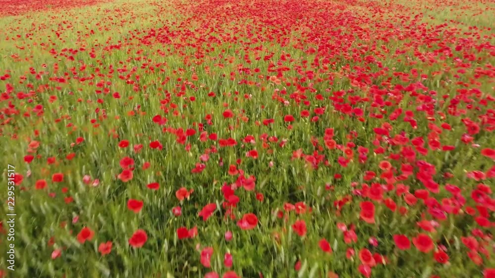 Drone shot low flight over a field of poppy and wheat. Cloudy afternoon Drone shot low flight over a field of poppy and wheat. Cloudy afternoon