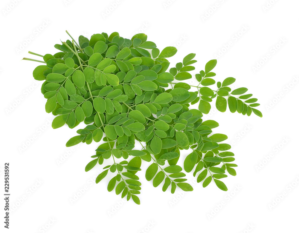 Fototapeta premium Moringa oleifera leaves on white background