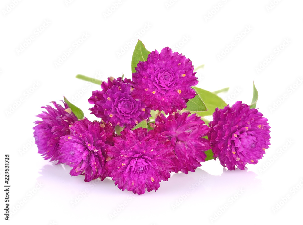 Obraz premium Globe amaranth beauty flower in white background