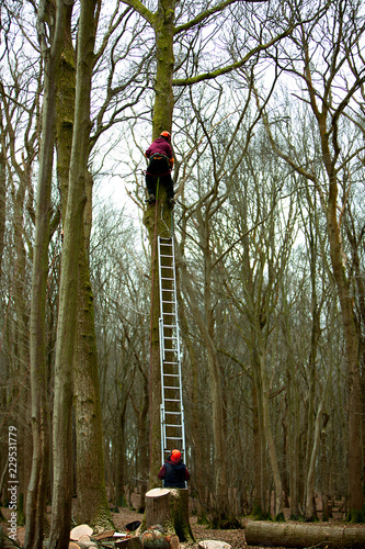Tree Surgeon Climbing Up into high tree with workmate supporting the ladder photo