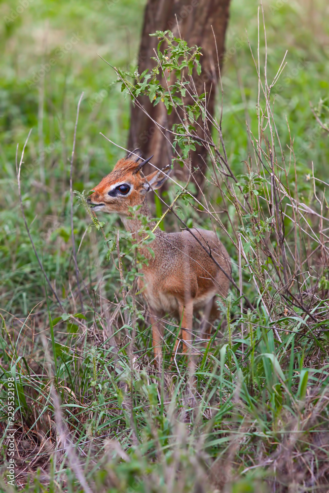 Fototapeta premium Steinbuck Sharpe antelope / Dwarf antelope of the family of bovids - Sharpe's Grysbok