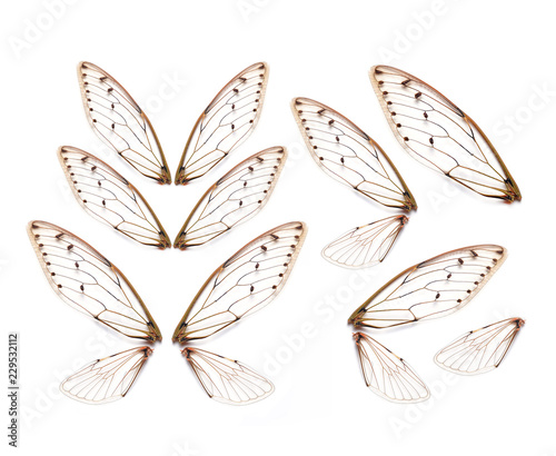 Insect cicada wing  isolated on white background