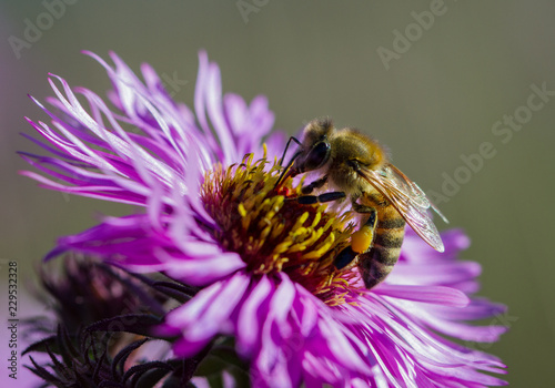 Honeybee is working on asters.