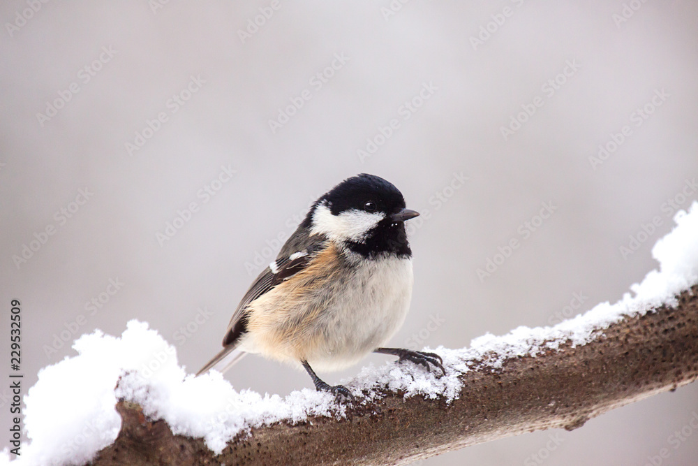 Coal Tit Sitting on a Snow Covered Branch Coal Tit Sitting on a Snow Covered Branch