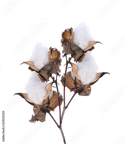 Cotton plant flower isolated on white background © anatchant