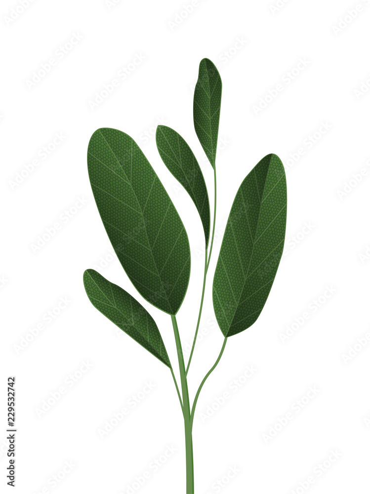 Fototapeta premium Vector illustration Green leaves, tropical forest plant isolated on white background