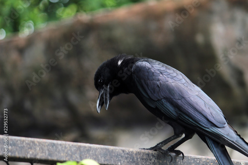 black bird animal nature