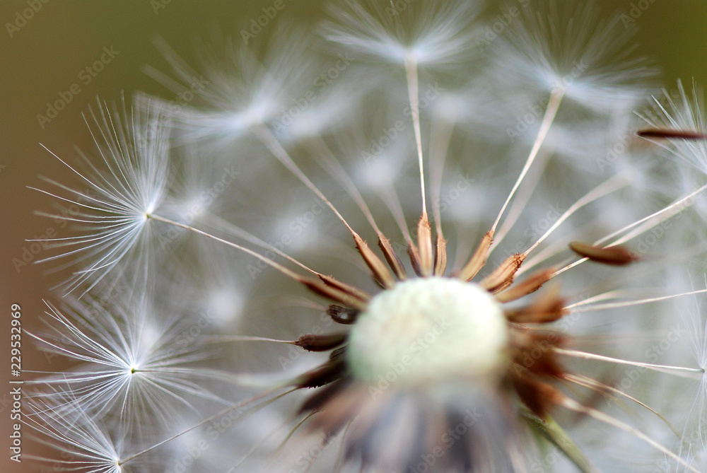 Fototapeta premium TARAXACUM, DIENTE DE LEÓN