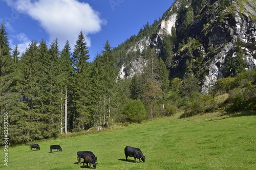 Angus-Rinder im Stilluppgrund,  Mayrhofen photo