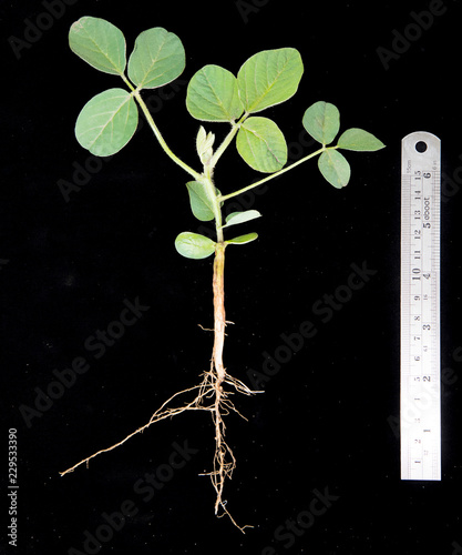 soybean in V3 stage - third trifoliate