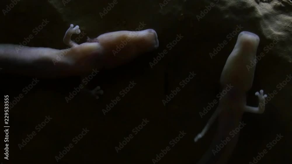olm or proteus (Proteus anguinus) aquatic salamander in captivity