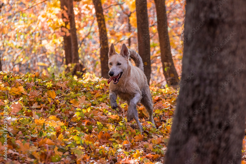 Siberian husky german shepherd mix dog in autumn forest