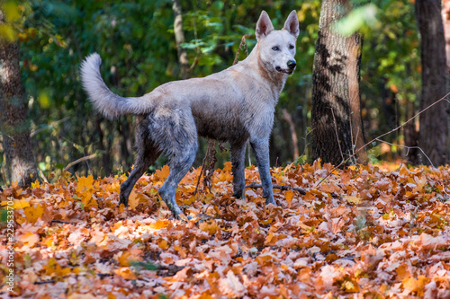 Siberian husky german shepherd mix dog in autumn forest