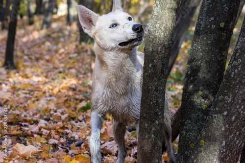 Siberian husky german shepherd mix dog in autumn forest