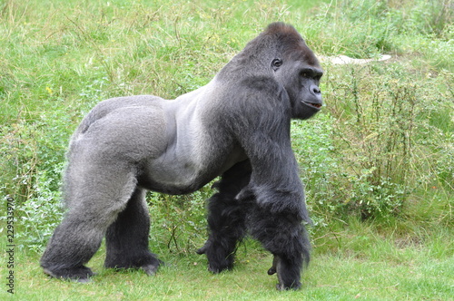 Gorilla-Mann