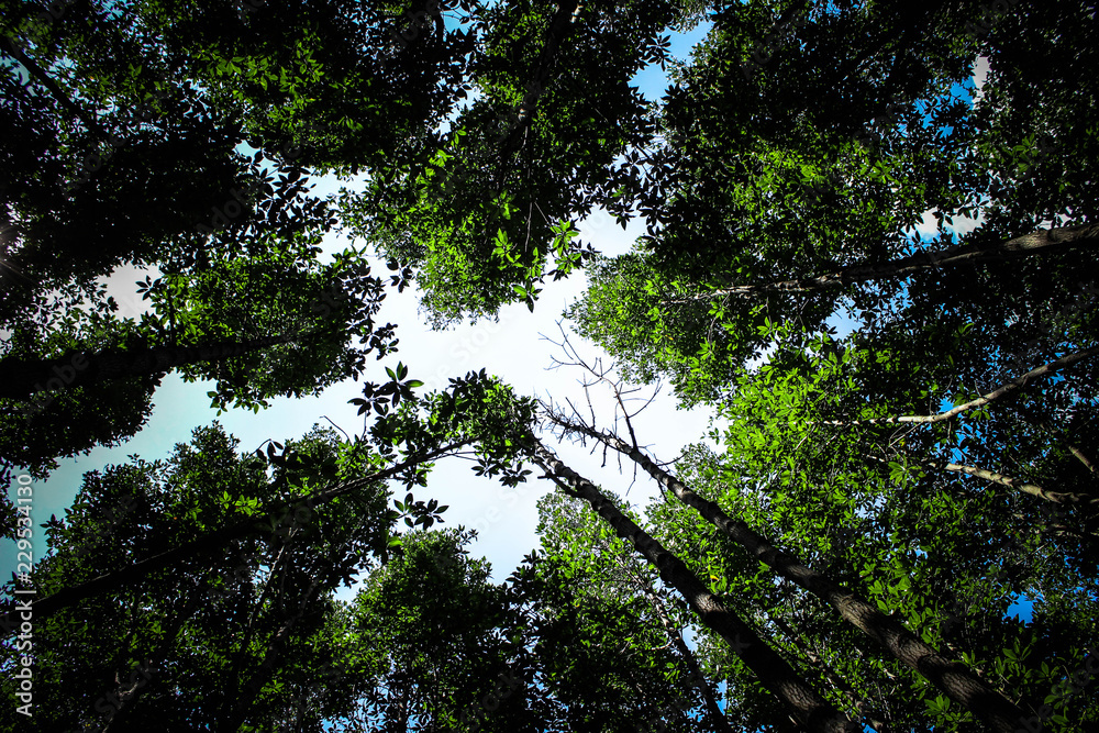 Fototapeta premium tree, forest, sky
